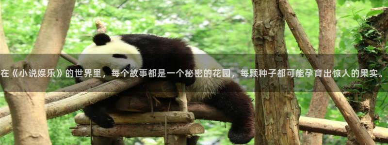 韦德1946体育官方入口：在《小说娱乐》的世界里，每个故事都是一个秘密的花园，每颗种子都可能孕育出惊人的果实。